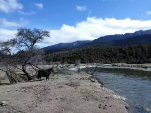 【成都出發(fā)】圣地拉薩林芝羊湖單臥單飛9日游