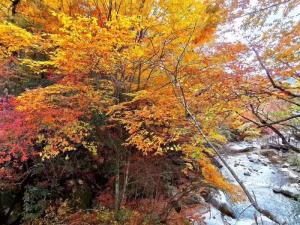 【紅色榮耀】光霧山閬中精品純玩三日游